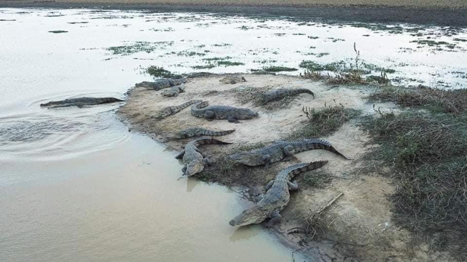 Crocodile Park Bungalow カタラガマ エクステリア 写真